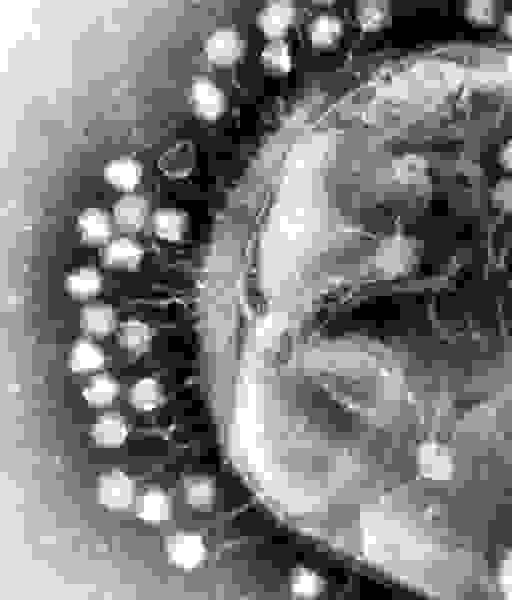 Bakteriofagen - en vild virus, der kan redde os alle